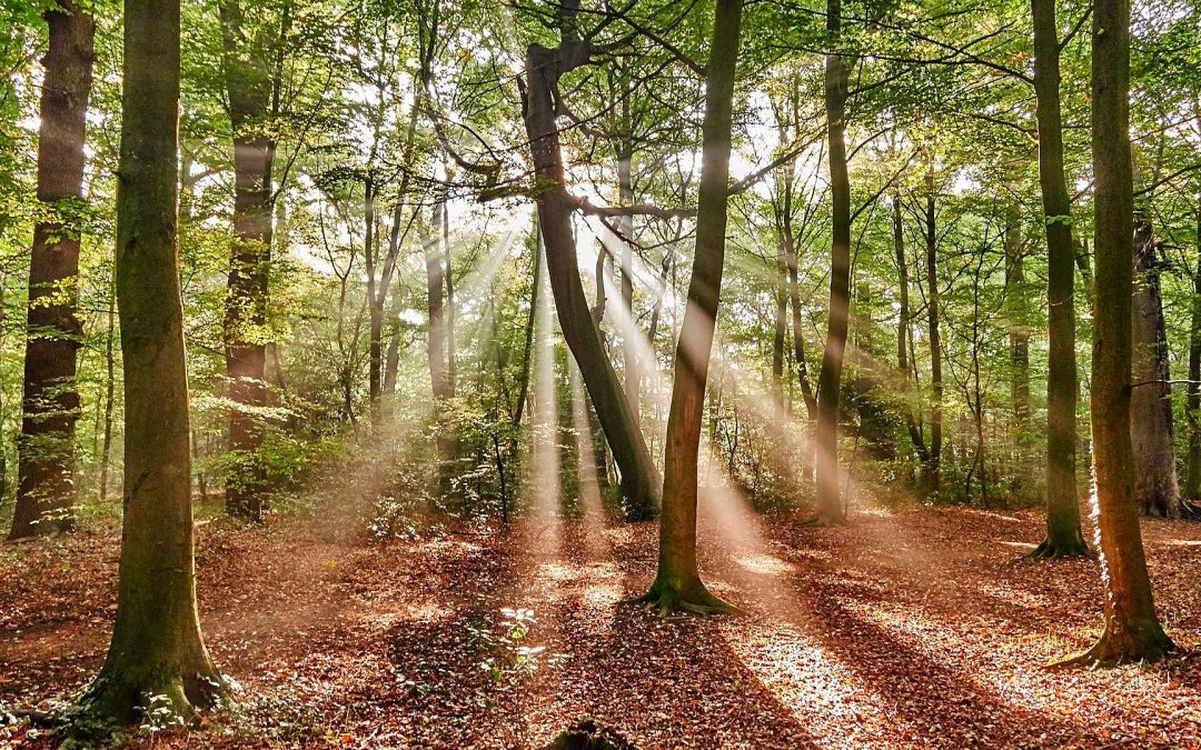 Nature’s Virtual Tour