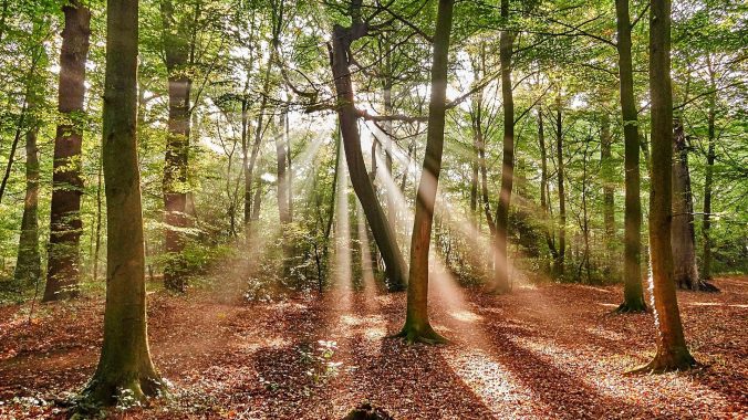 Nature’s Virtual Tour